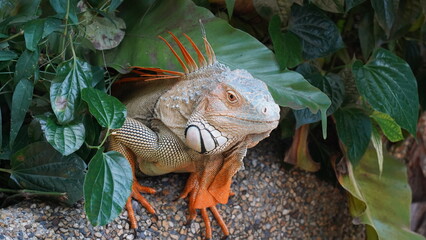 yellow iguana|  Iguana iguana| 黃鬣蜥| 美洲鬣蜥