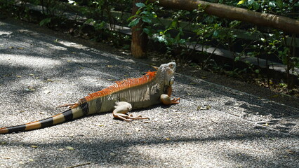 L'iguane est un grand lézard herbivore appartenant à la famille des Iguanidés, et on le trouve...