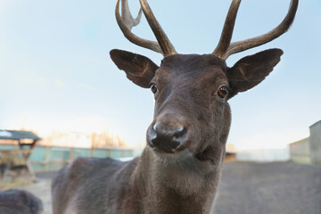 Brown stag with beautiful antlers in zoo