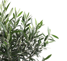 Obraz premium Beautiful young olive tree isolated on white, closeup