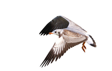 Beautiful seagull flying isolated on transparent background.