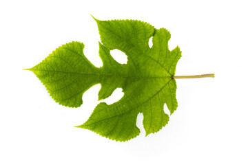 The green leaf shape on white Background, the Green leaf texture, Green leaf shape on white background.