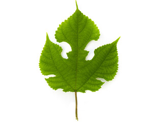 The green leaf shape on white Background, the Green leaf texture, Green leaf shape on white background.