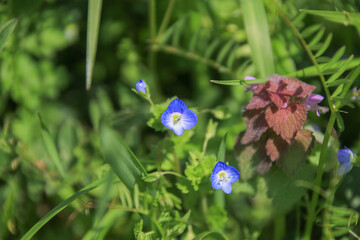 オオイヌノフグリ