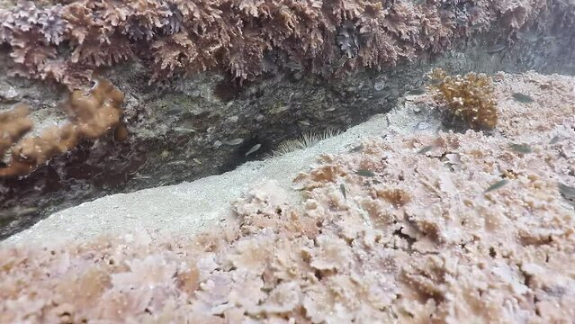 A crown of thorns sea star laying inside rock crack under clear tropical sea with corals around
