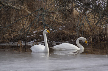 swans on the lake