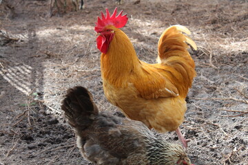 rooster in the farm