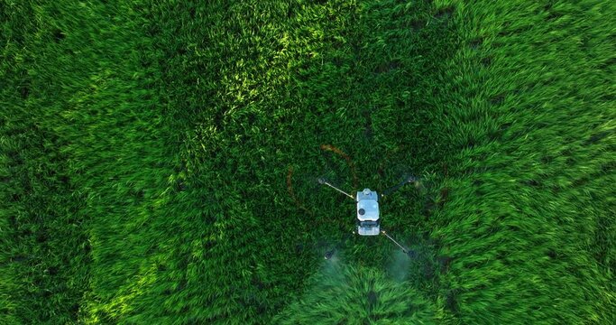 Aerial view of the green rice plantation and agriculture drone are spraying chemicals, 4k video
