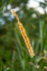 Weeds, dandelions and other weeds in the backyard that haven't been cleaned in a long time. overgrown backyard needs cleaning