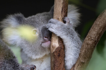 a cue koala on a tree