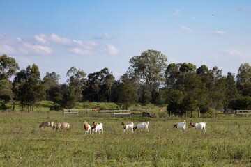Fototapeta na wymiar herd of cattle on the farm