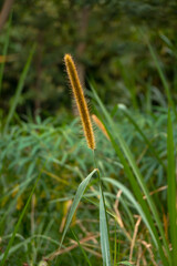 Weeds, dandelions and other weeds in the backyard that haven't been cleaned in a long time. overgrown backyard needs cleaning
