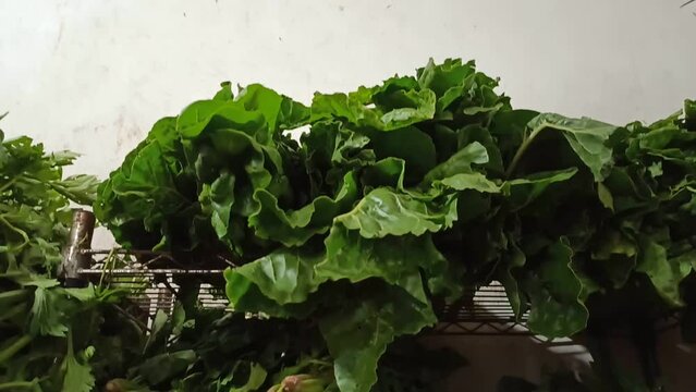 Lettuces, spinaches, herbs, radishes and onions in a rack.