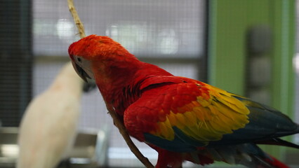 Cuban Macaw|Ara tricolor|古巴紅鸚鵡|紅金剛鸚鵡|三色金剛鸚鵡