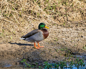 duck anas platyrhynchos