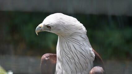 Bald Eagle|Haliaeetus leucocephalus|白头海雕|白頭海鵰