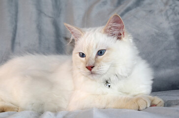 Red-point ragdoll kitten cat sitting on a grey blanket