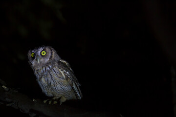 Lechuza nocturna 