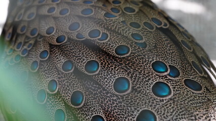 Grey peacock-pheasant|Polyplectron bicalcaratum|灰孔雀雉