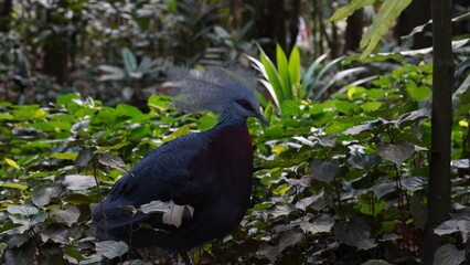 Victoria Crowned Pigeon|维多利亚凤冠鸠|Goura victoria|pigeon-Head shot