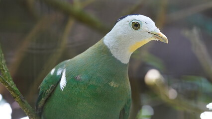 Black-naped Fruit-dove|Ptilinopus melanospilus|黑项果鸠