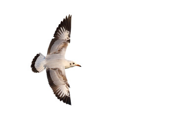 Fototapeta premium Beautiful seagull flying isolated on transparent background.