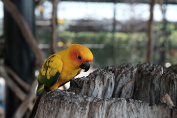 Parrot standing on the timber 