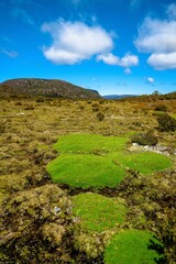 Cushion plant in Tasmania