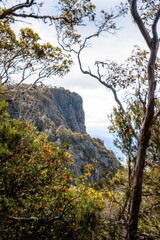 View of the mountain through the trees