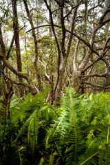 Trees among the ferns