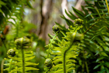 Ferns growing in the forest