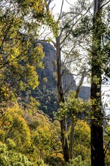 Obraz premium View of the Mountain through the trees