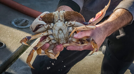 Dungeness crab on boats in Half Moon Bay, California season started December 31 © SvetlanaSF