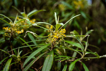 slender blanket leaf in the rainforest