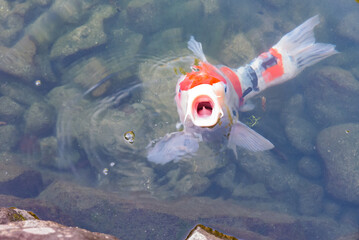 Nishikigoi fish in the pond