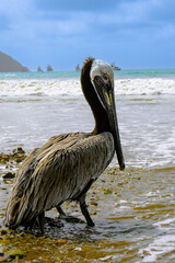 beautiful pelican its colors kill many for its beauty