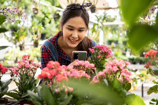 Asian woman using a smartphone photographing flowers in the flower garden. Order in plants shop