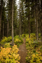 Beautiful lush hiking trail through mountain forest
