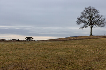 Fototapeta na wymiar Single Tree In An Open Field During Winter Season With Cloudy Sky And A Park Bench On A Grass Field