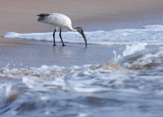Black headed ibis foraging on the beach. Water bird.