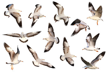 Fototapeta premium Set of seagulls flying isolated on transparent background.