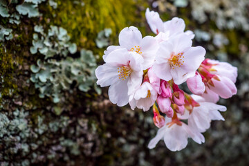 久松公園の満開の桜 鳥取県 久松公園
