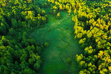 Dawn over the meadow. A wonderful summer landscape. Drone view. Morning fog.