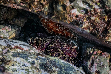 Starfish and crab in a tide pool in Fitzgerald Marine Reserve in Northern California, Bay Area south of San Francisco