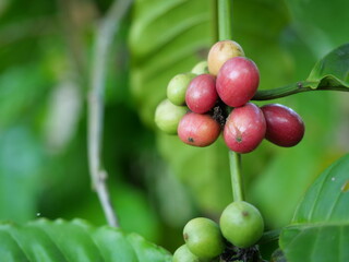 Raw with ripe red and green color coffee cherry beans on tree plantation in Thailand