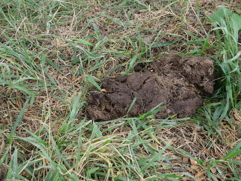 Poop of an Asian elephant in the grassland, Animal dung in forest 