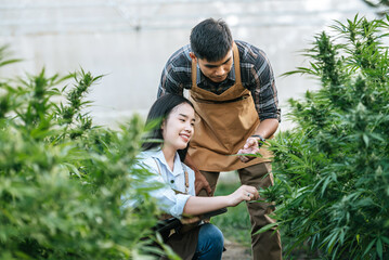 Portrait of Asian woman and man marijuana researcher checking marijuana cannabis plantation in cannabis farm, Business agricultural cannabis. Cannabis business and alternative medicine concept.