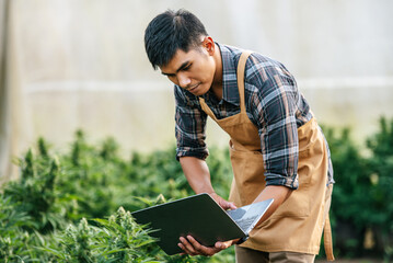 Portrait of Asian man marijuana researcher checking marijuana cannabis plantation in cannabis farm, Business agricultural cannabis. Cannabis business and alternative medicine concept.