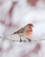 house finch on a branch