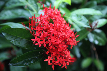 Fototapeta premium Red Ixora flower (Spike flower or Ixora coccinea flower)